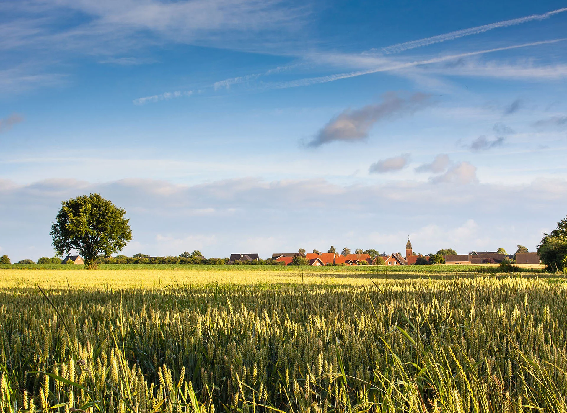 Blick über ein Getreidefeld im Münsterland als Symbol für die Region und das H2-Cluster Münster-Hamm.